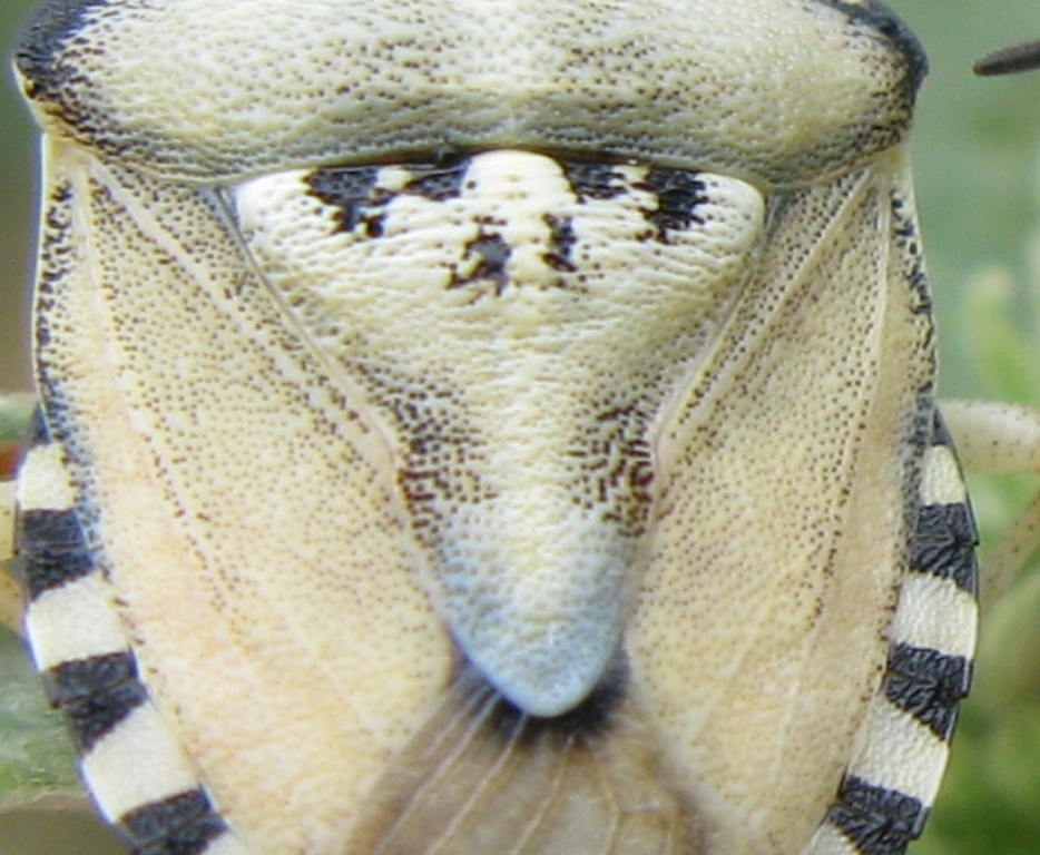 Pentatomidae: Carpocoris pudicus del Lazio (VT)